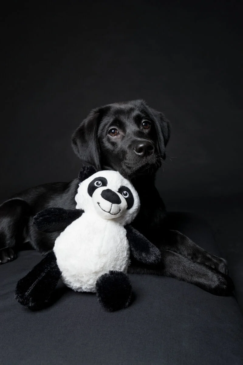 Pandabär für Hunde
