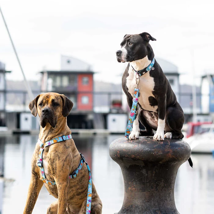 Hundehalsband mit Smart ID Blue Ocean