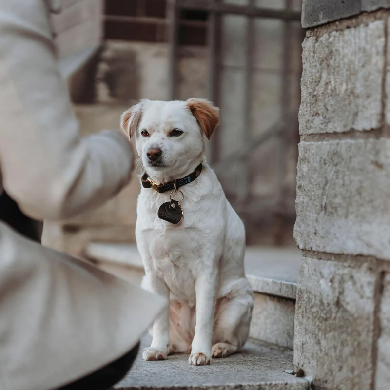 Sansibar Leder Halsung für Hunde