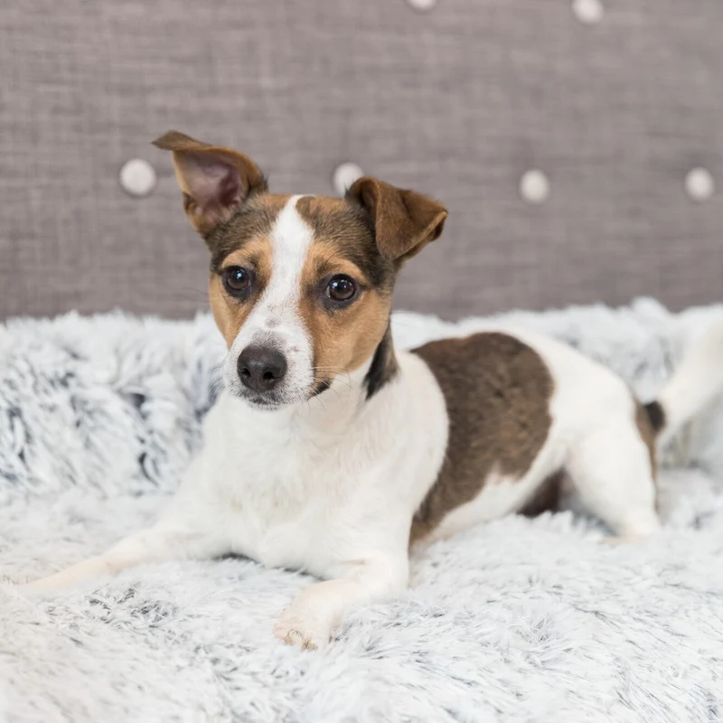 Polster-Schondecke Harvey für Hunde