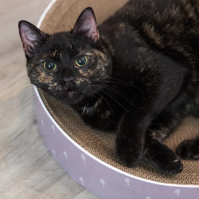 Kratzbett Lilly für Katzen