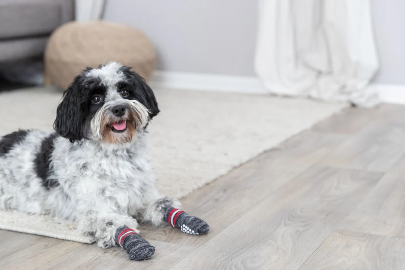 Hundesocken