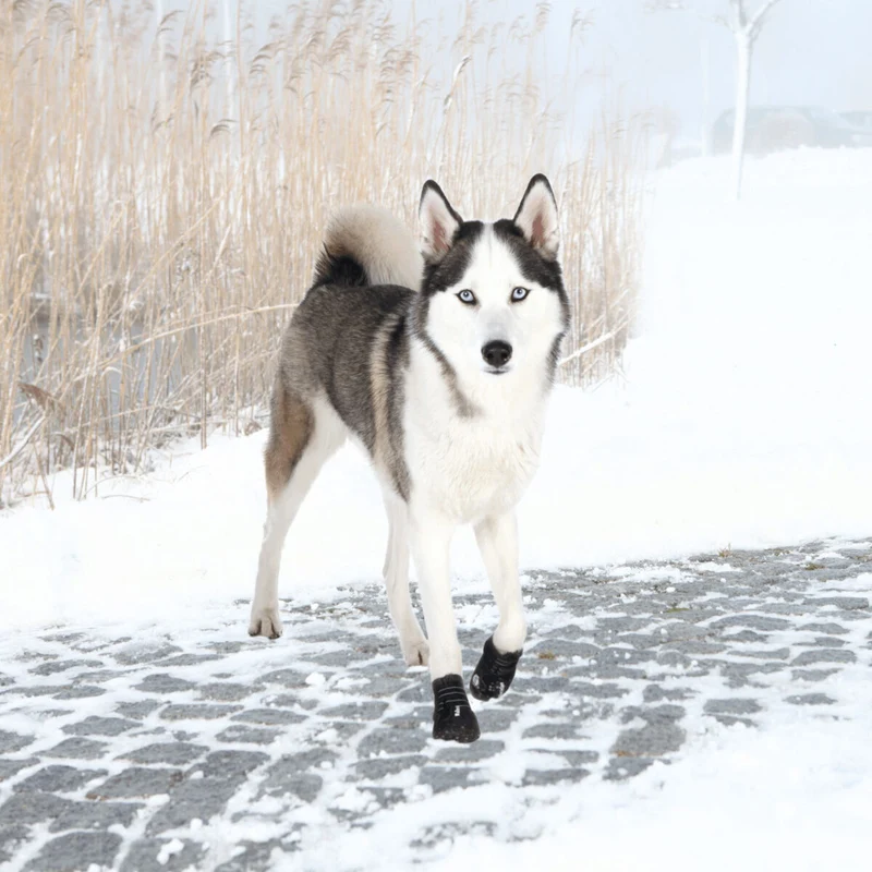 Pfotenschutz Walker Active