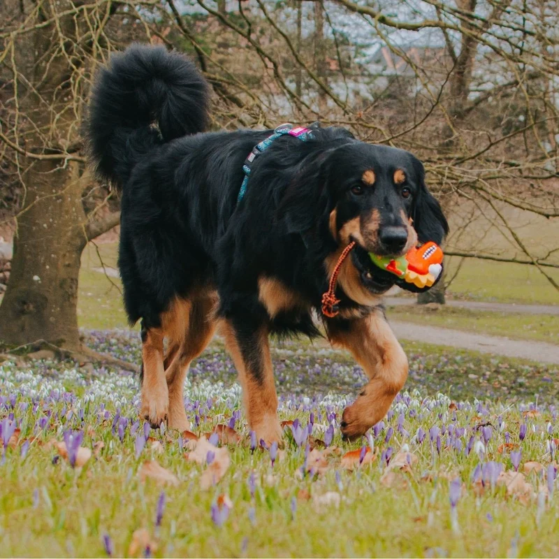 Snuggles Hundespielzeug