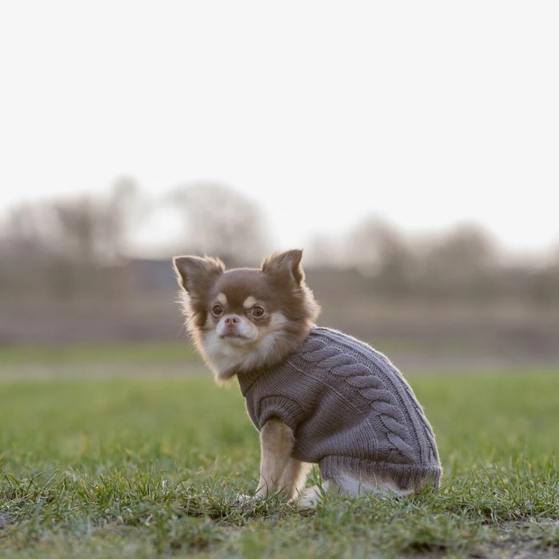 Hundepullover Kenton