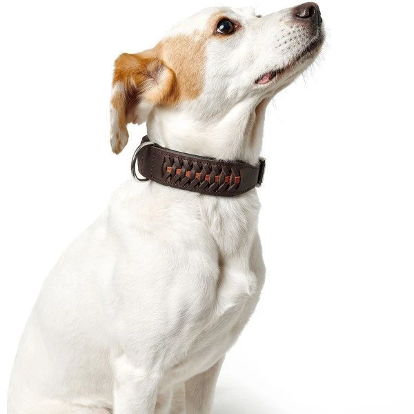 Hunter Halsband Solid Education Exclusive