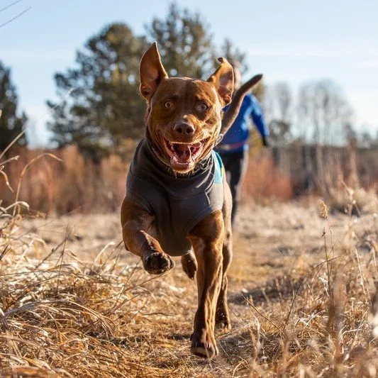 Ruffwear Climate Changer Hundepullover aus Fleece