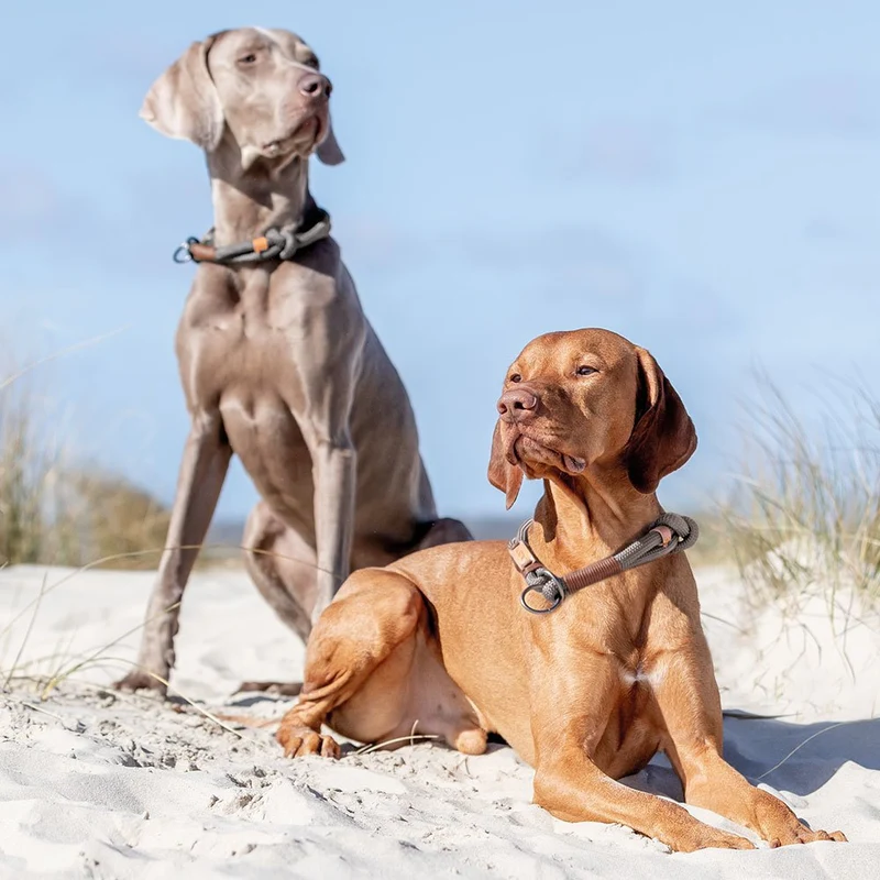BE NORDIC Zug Stopp Hundehalsband