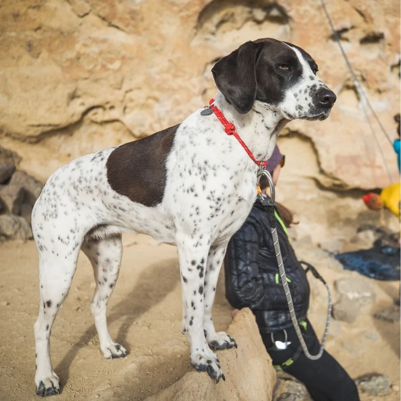Ruffwear Knot-a-Collar Hundehalsband