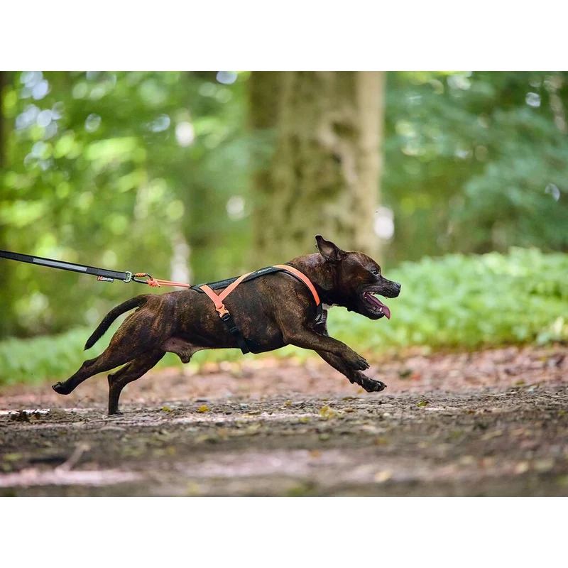 Non-stop Rush harness