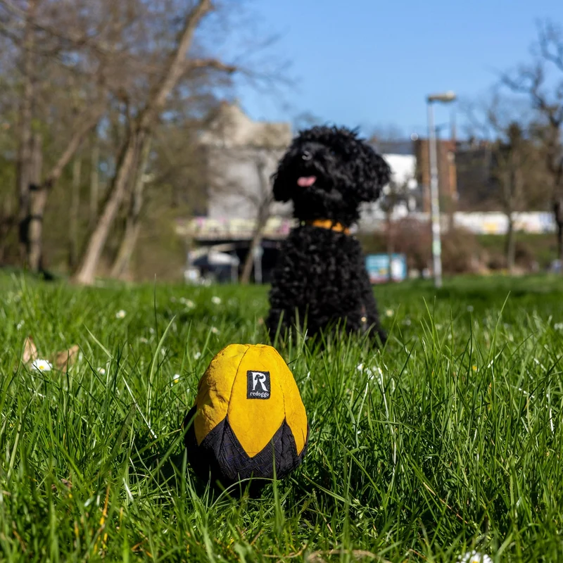 Redoggo Schnüffelei