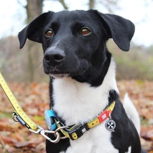 Max & Molly Smart ID Hundehalsband Ruler
