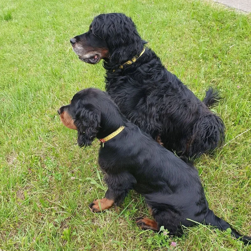 Max & Molly Smart ID Hundehalsband Ruler