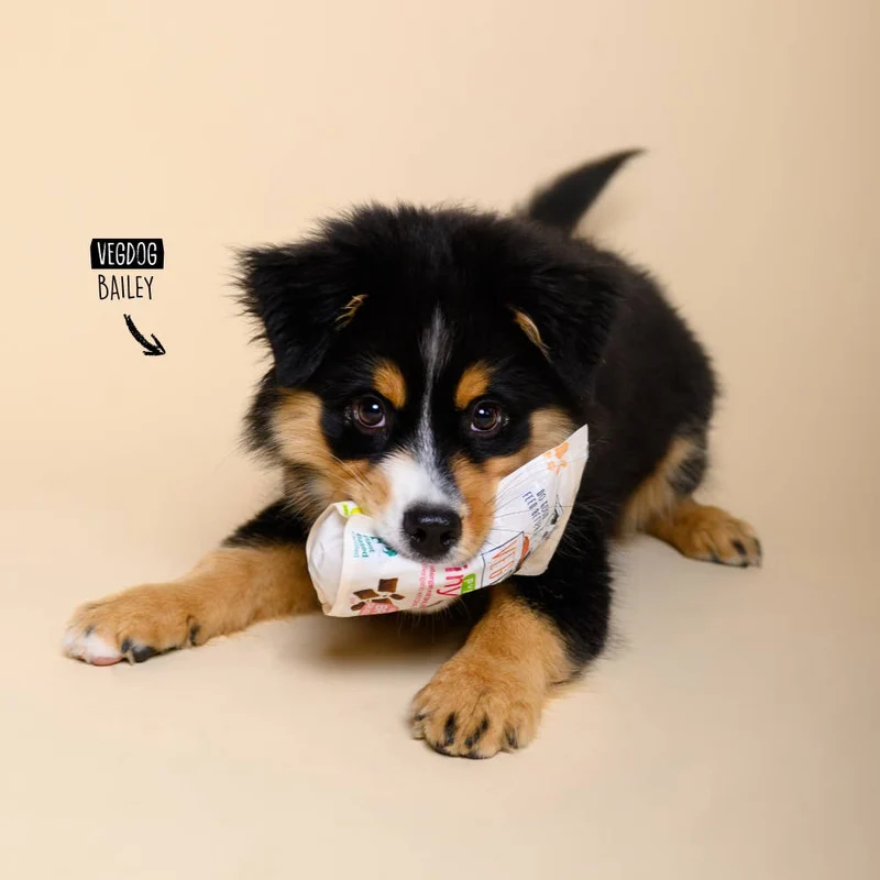 BRAINY BITES