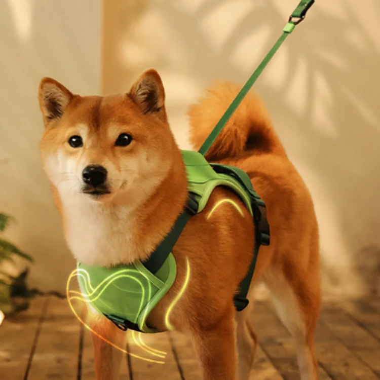 2in1 Hundegeschirr & Leine