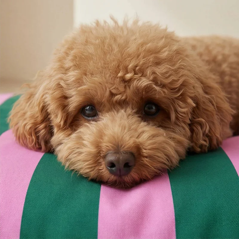 Hundekissen Copo Pink-Grün gestreift – abnehmbar & fleckenresistent