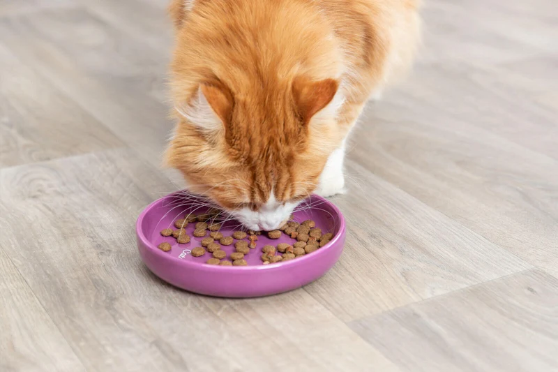 Trixie Katzenapf XXL aus Keramik