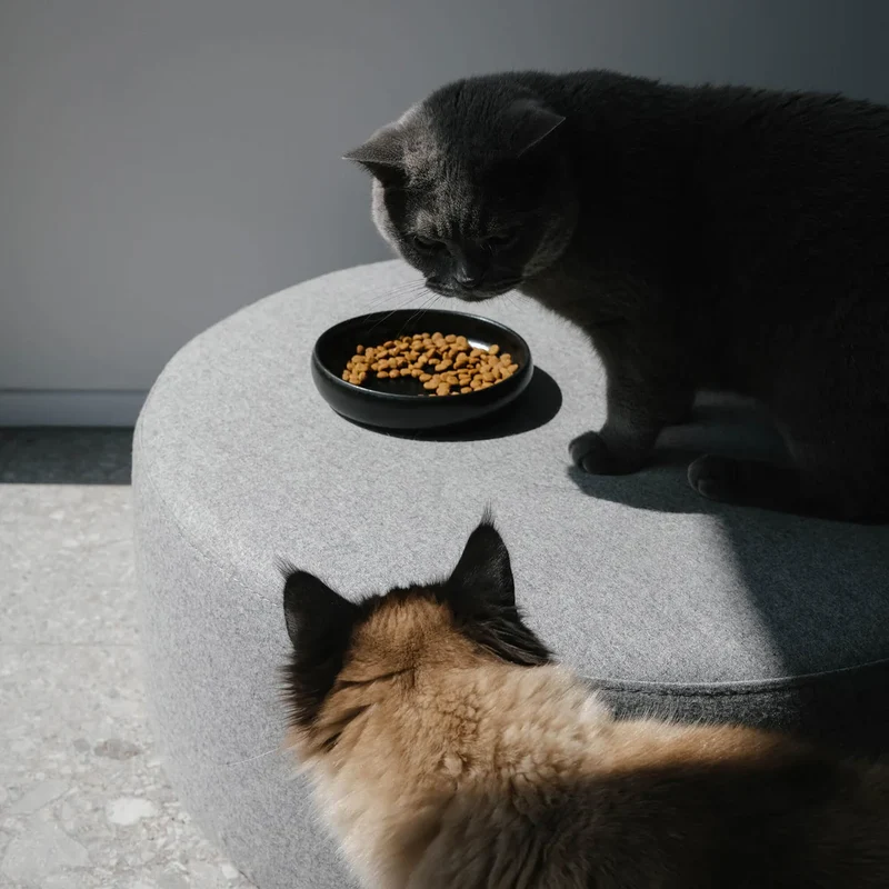 Futternapf Gourmet | Creme & Schwarz