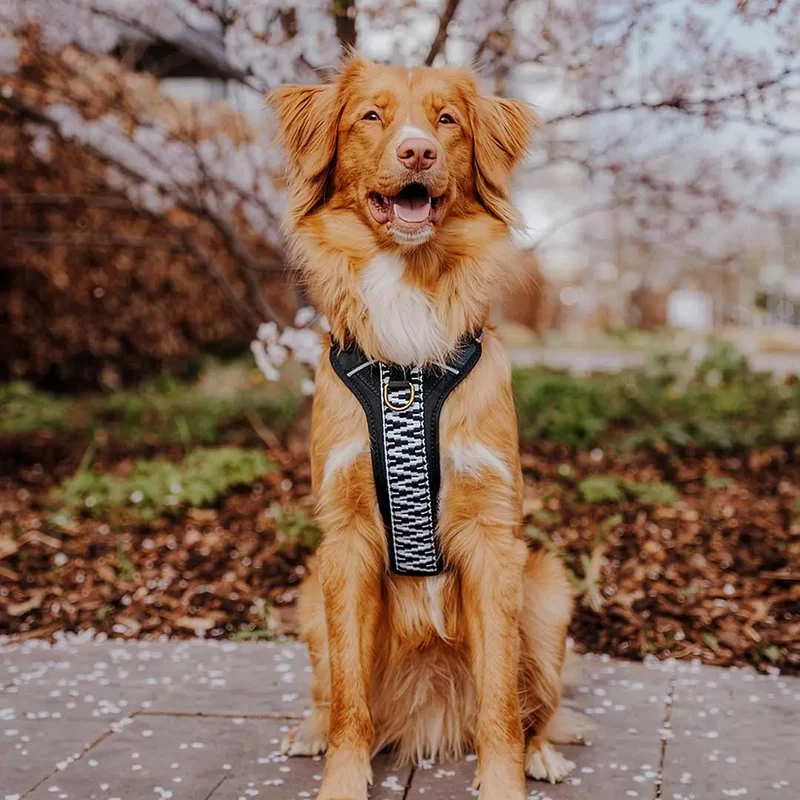 Premium Hundegeschirr Gepolstert Schwarz/Weiß