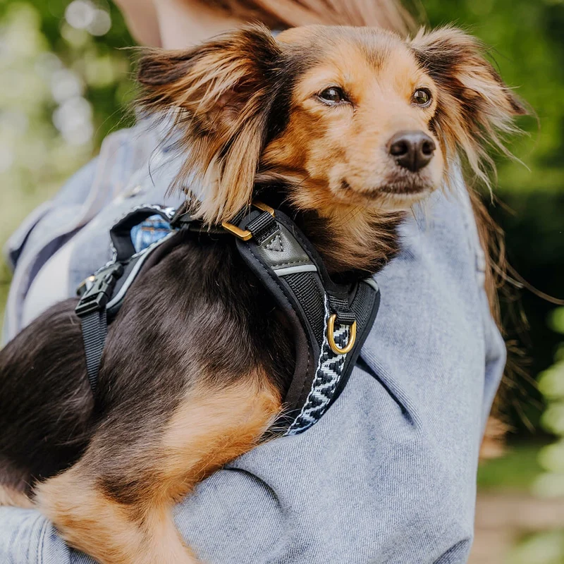 Premium Hundegeschirr Gepolstert Schwarz/Weiß