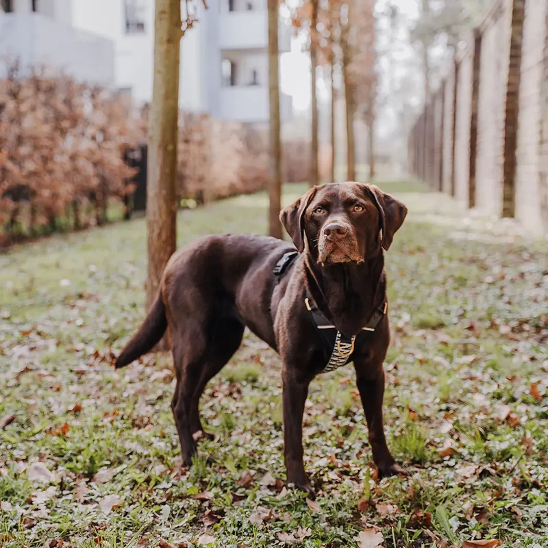 Premium Hundegeschirr Gepolstert Schwarz/Weiß
