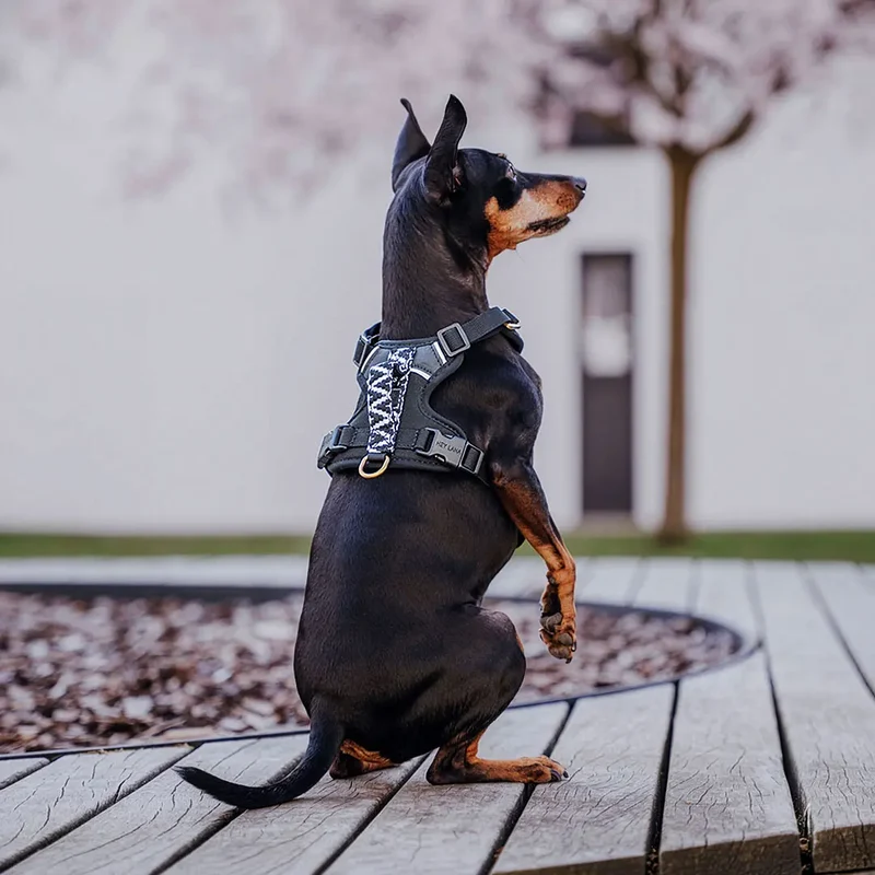 Premium Hundegeschirr Gepolstert Schwarz/Weiß