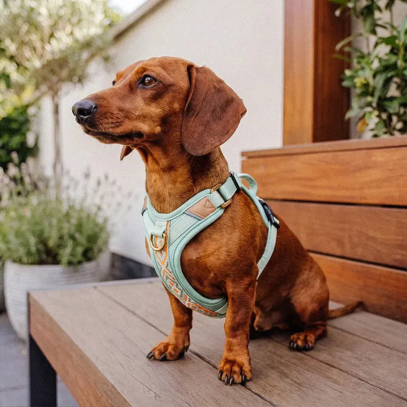 Premium Hundegeschirr Gepolstert Mint/Orange