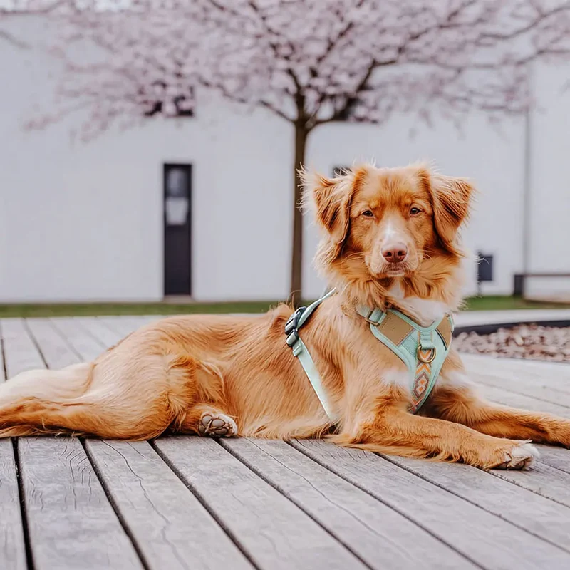 Premium Hundegeschirr Gepolstert Mint/Orange