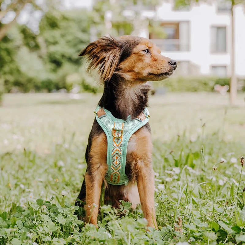 Premium Hundegeschirr Gepolstert Mint/Orange