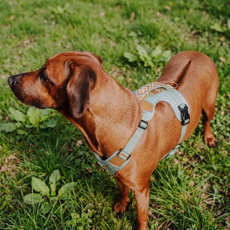Premium Hundegeschirr Gepolstert Mint/Orange