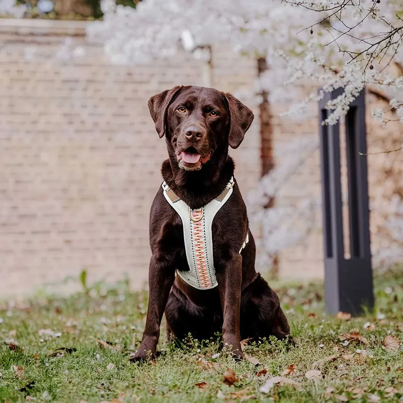 Premium Hundegeschirr Gepolstert Grau/Pink