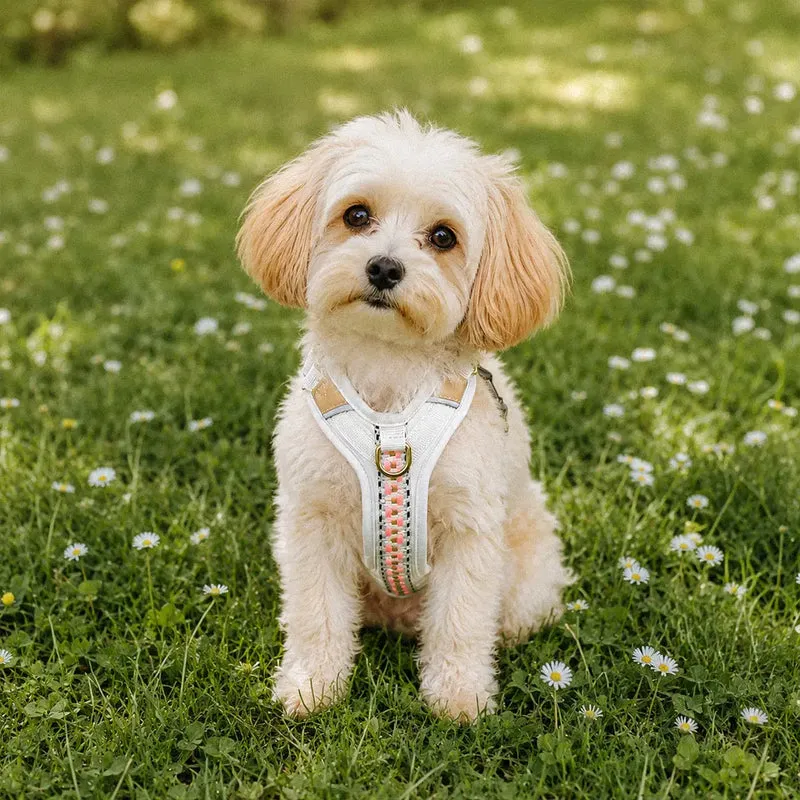 Premium Hundegeschirr Gepolstert Grau/Pink