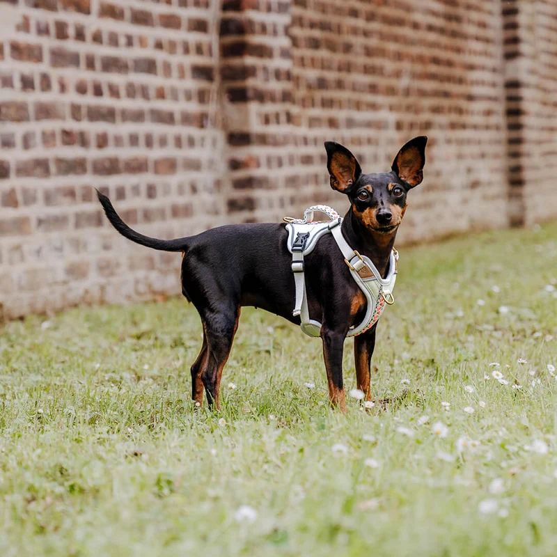 Premium Hundegeschirr Gepolstert Grau/Pink