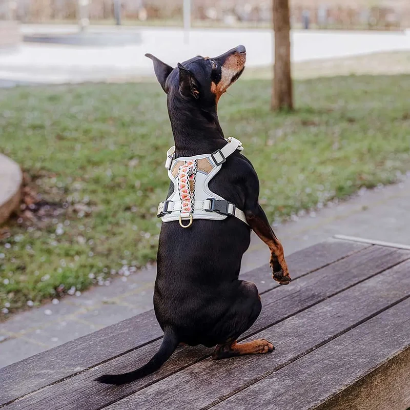 Premium Hundegeschirr Gepolstert Grau/Pink