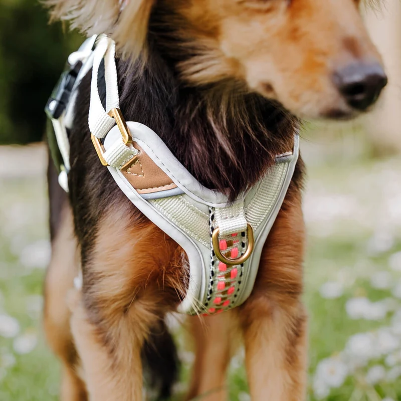 Premium Hundegeschirr Gepolstert Grau/Pink