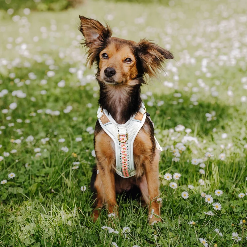 Premium Hundegeschirr Gepolstert Grau/Pink