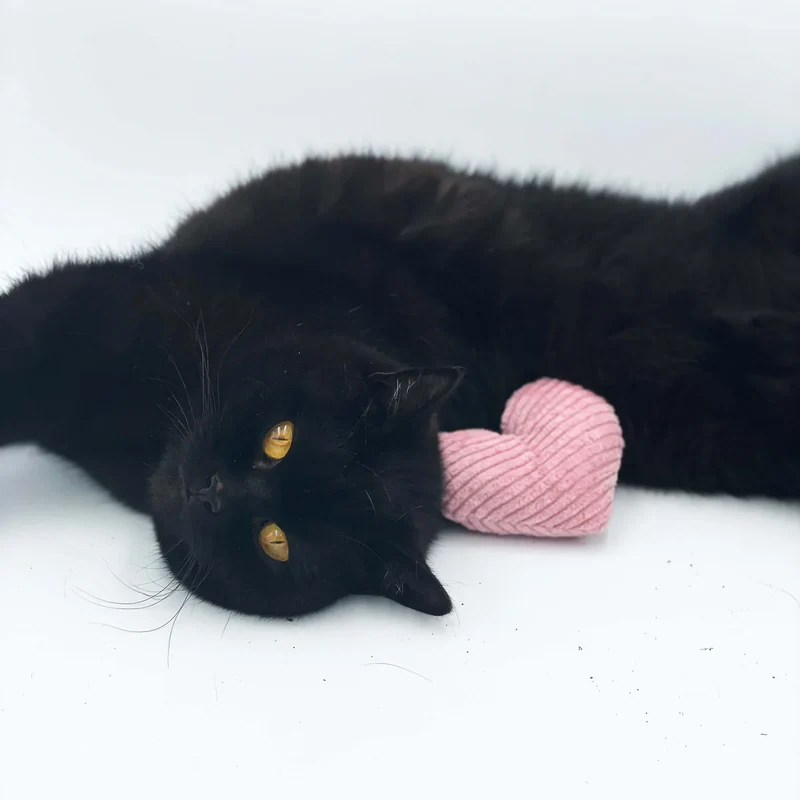 Katzenminze Kissen Herz Rosa