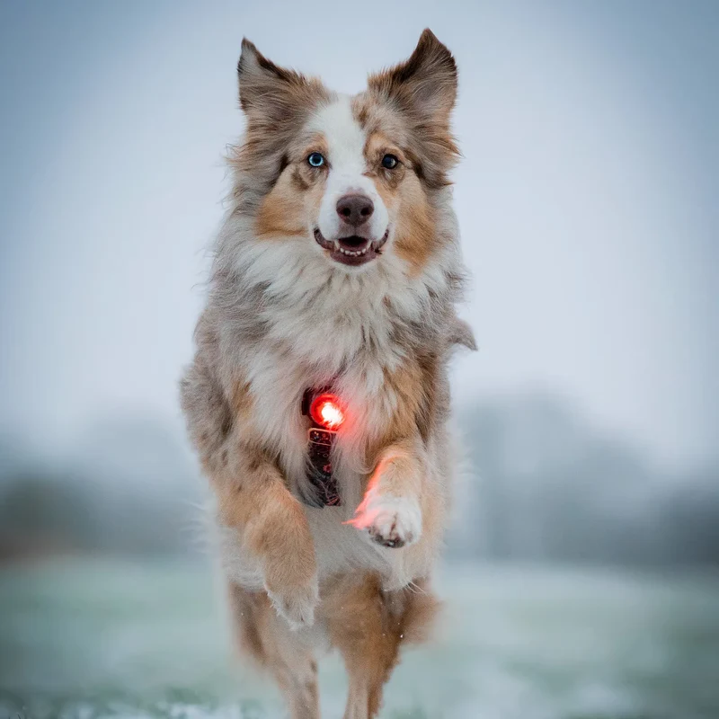 Orbiloc Dog Dual