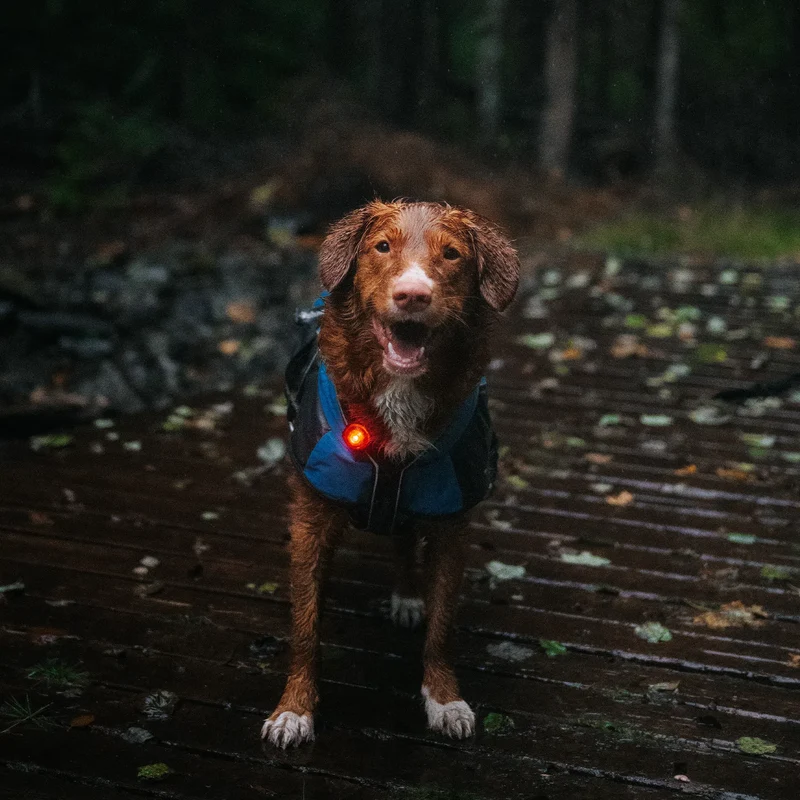 Orbiloc Dog Dual