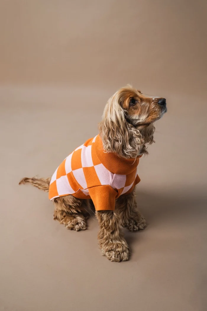 gestrickter Hundepullover mit Karos