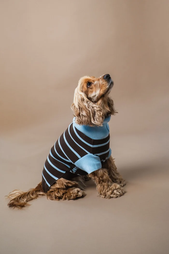 gestrickter Hundepullover mit Streifen