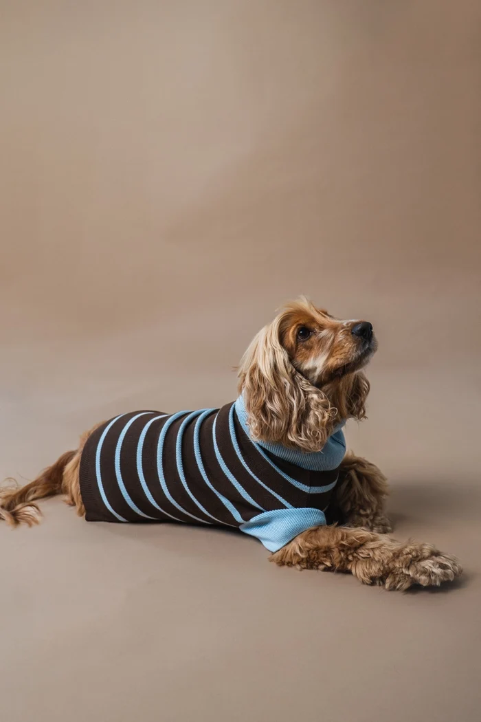 gestrickter Hundepullover mit Streifen