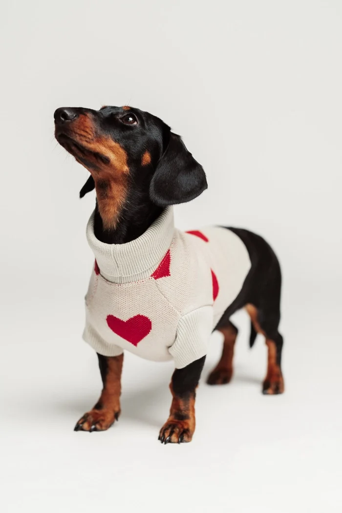 gestrickter Hundepullover mit Herzen