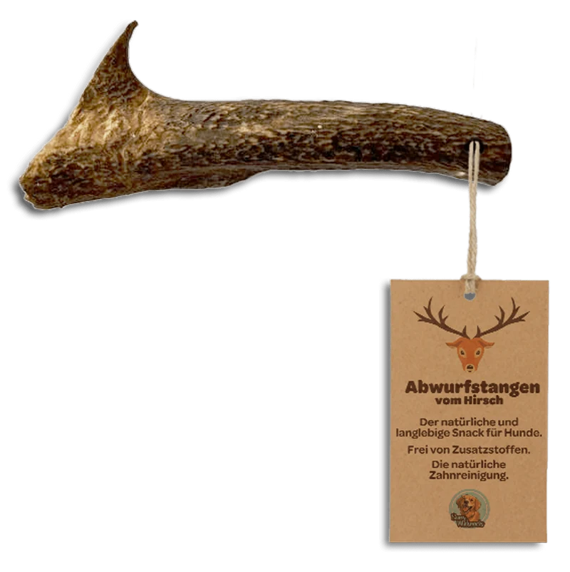 Geweihstangen vom Hirsch