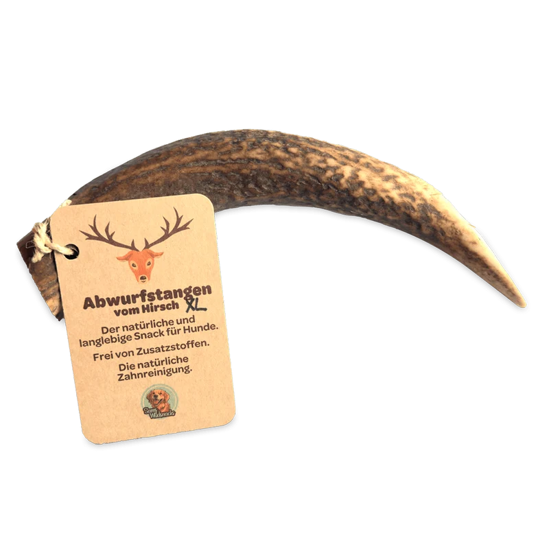 Geweihstangen vom Hirsch