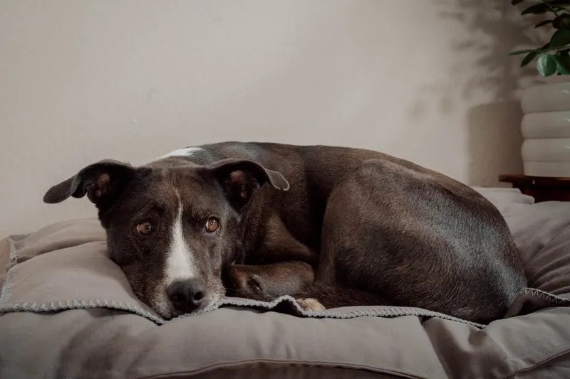 Hundedecke "Coco" | Stone Grey