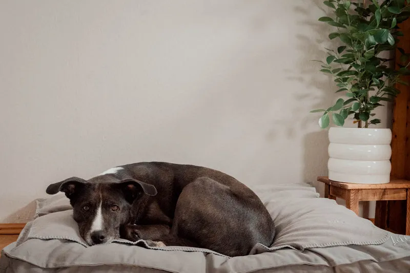 Hundedecke "Coco" | Stone Grey