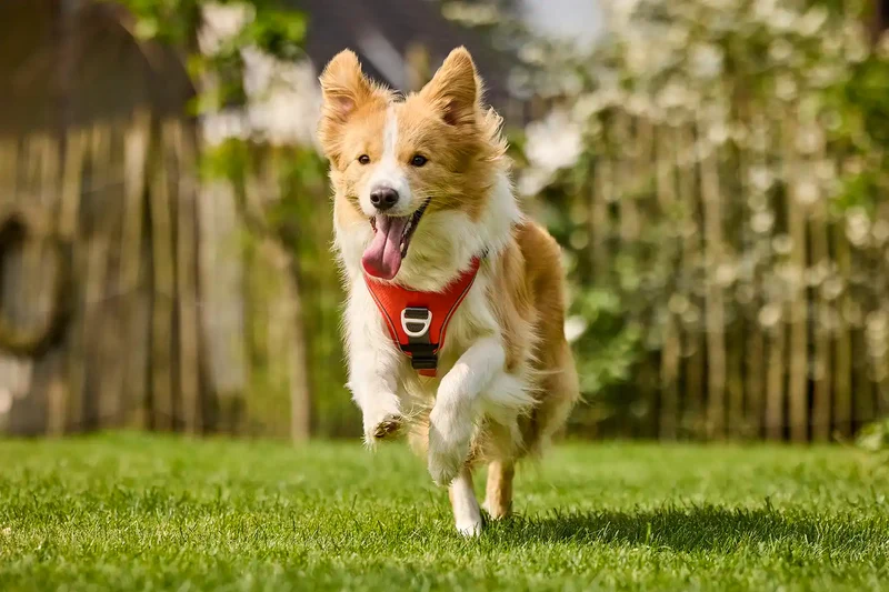 Wolters Active Pro Comfort Hunde Geschirr Orange