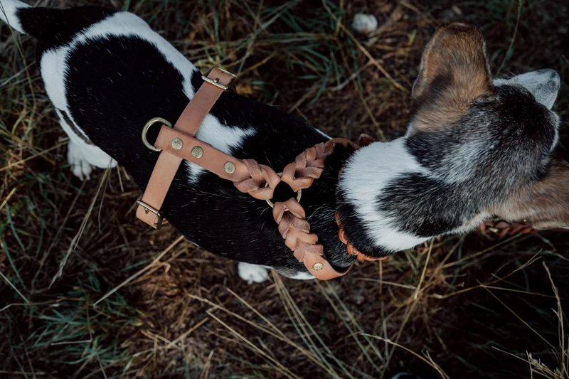 Hundegeschirr aus Leder