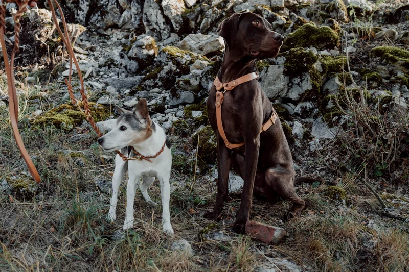 Hundegeschirr aus Leder